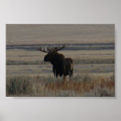 M1 Bull Moose Big Bull Poster (Vorne)