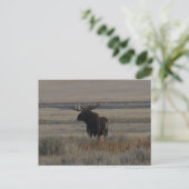 M1 Bull Moose Big Bull Postkarte (Stehend Vorderseite)