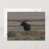 M1 Bull Moose Big Bull Postkarte (Vorne/Hinten)