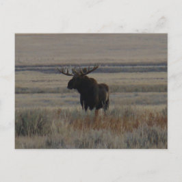 M1 Bull Moose Big Bull Postkarte