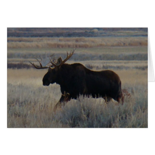 M2 Bull Moose (Vorderseite (Horizontal))