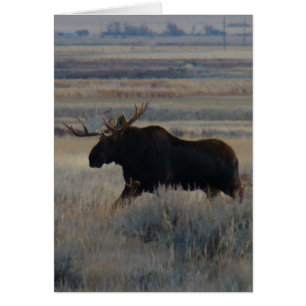 M2 Bull Moose
