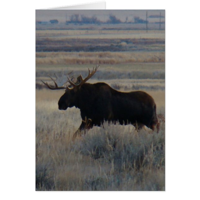 M2 Bull Moose (Vorne)