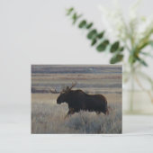 M2 Bull Moose Big Bull Postkarte (Stehend Vorderseite)