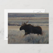 M2 Bull Moose Big Bull Postkarte (Vorne/Hinten)