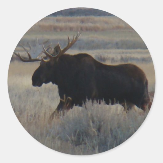 M2 Bull Moose Big Bull Runder Aufkleber (Vorderseite)