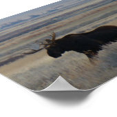 M2 Bull Moose Poster (Ecke)