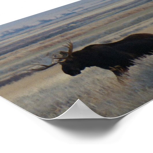 M2 Bull Moose Poster (Ecke)