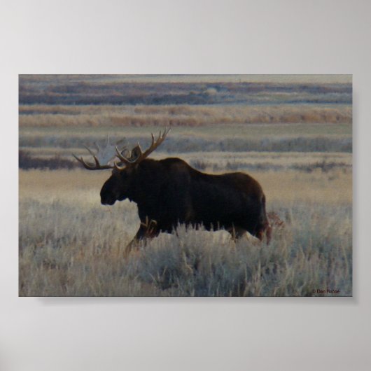 M2 Bull Moose Poster (Vorne)
