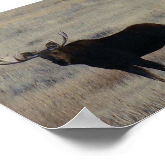 M4 Bull Moose Big Bull Poster (Ecke)