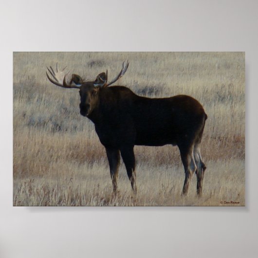 M4 Bull Moose Big Bull Poster (Vorne)