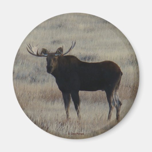 M4 Bull Moose Magnet (Vorne)