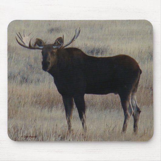 M4 Bull Moose Mousepad (Vorne)
