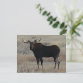 M4 Bull Moose Postkarte (Stehend Vorderseite)