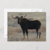 M4 Bull Moose Postkarte (Vorne/Hinten)