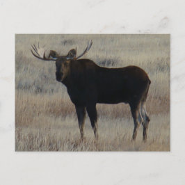 M4 Bull Moose Postkarte