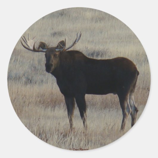 M4 Elchbulle Runder Aufkleber (Vorderseite)