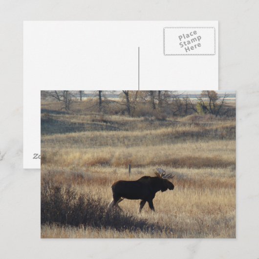 M5 Bull Elch Postkarte (Vorne/Hinten)