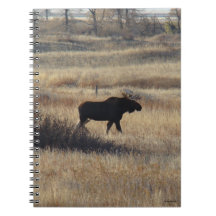 M5 Bull Moose and Sand Hills