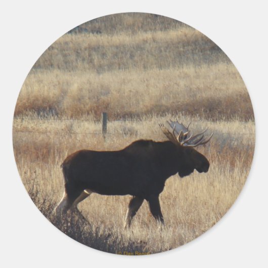 M5 Bull Moose Aufkleber (Vorderseite)