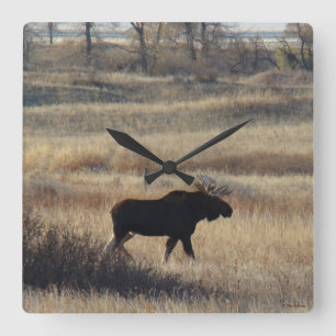M5 Bull Moose in the Sand Hills Quadratische Wanduhr