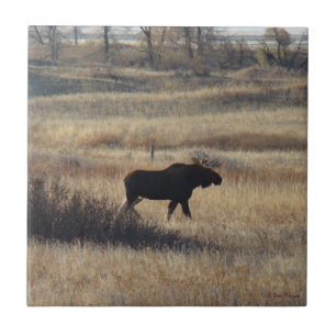 M5 Bull Moose und Sandhügel Fliese
