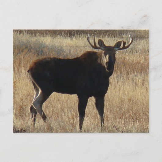 M7 Young Bull Moose Postkarte (Vorderseite)