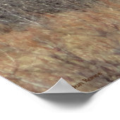 M8 Bull Elche in Scrub Brush Poster (Ecke)