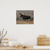 M8 Bull Elche in Scrub Brush Poster (Küche)