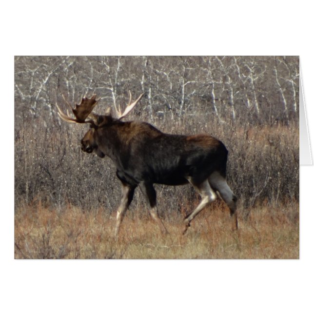 M8 Bull Moose (Vorderseite (Horizontal))