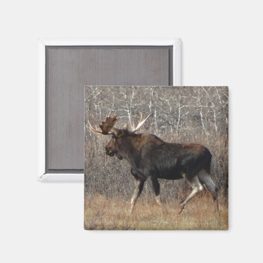 M8 Bull Moose Magnet (Vorderseite/Rückseite)