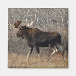 M8 Bull Moose Magnet