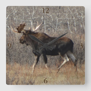 M8 Bull Moose Quadratische Wanduhr