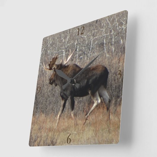 M8 Bull Moose Quadratische Wanduhr (Winkel)