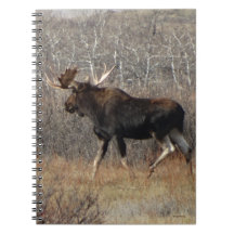M8 Elchbulle im Gestrüpp