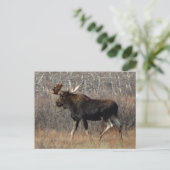M8 Elchbulle im Gestrüpp Postkarte (Stehend Vorderseite)
