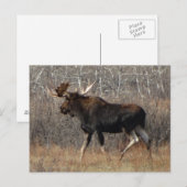 M8 Elchbulle im Gestrüpp Postkarte (Vorne/Hinten)