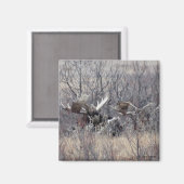 M9 Bull Elch Lay Magnet (Vorderseite/Rückseite)