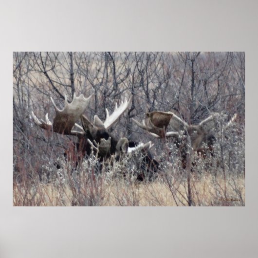 M9 Bull Elch Lay Poster (Vorne)