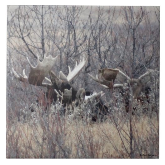 M9 Bullmosen Fliese (Vorderseite)