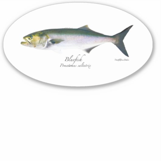 M Vinyl Bluefish Oval Sticker (Vorderseite)