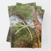 Maasai Giraffe Geschenkpapier Set (Beispiel)