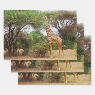 Maasai Giraffe Geschenkpapier Set