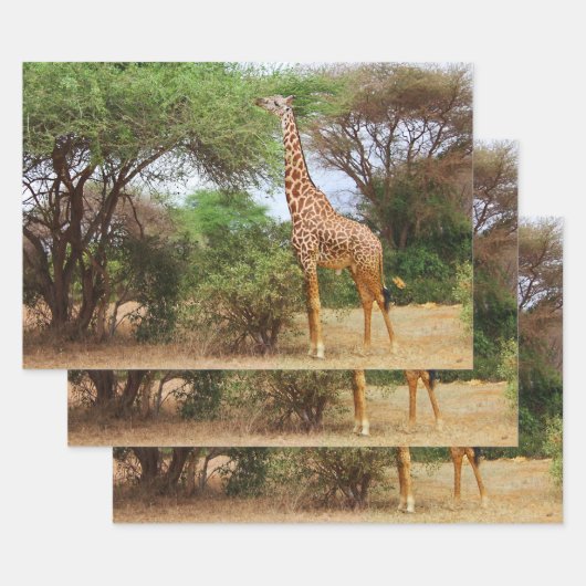 Maasai Giraffe Geschenkpapier Set (Set)