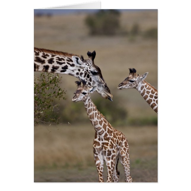 Maasai Giraffe (Giraffe Tippelskirchi) (Vorne)