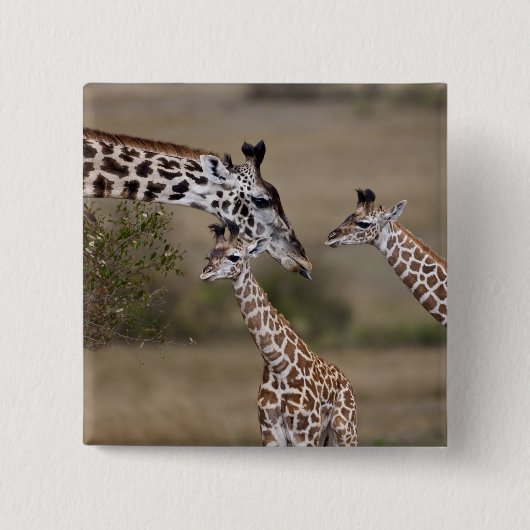Maasai Giraffe (Giraffe Tippelskirchi) Button (Vorderseite)