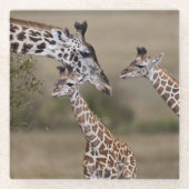 Maasai Giraffe (Giraffe Tippelskirchi) Glasuntersetzer (Vorderseite)