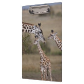 Maasai Giraffe (Giraffe Tippelskirchi) Klemmbrett (Links)