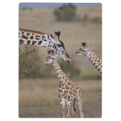 Maasai Giraffe (Giraffe Tippelskirchi) Klemmbrett (Rückseite)
