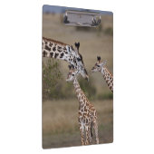 Maasai Giraffe (Giraffe Tippelskirchi) Klemmbrett (Rechts)